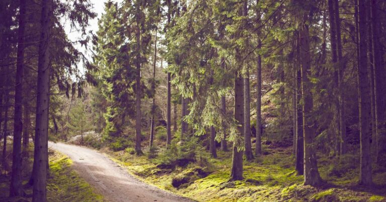 Classification with Decision Trees, Random Forests, and SVM