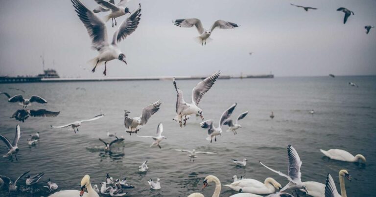 Cross-Validation and Hyperparameter Tuning in scikit-learn