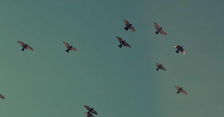 Python Tuples and Named Tuples: Immutable Data Done Right